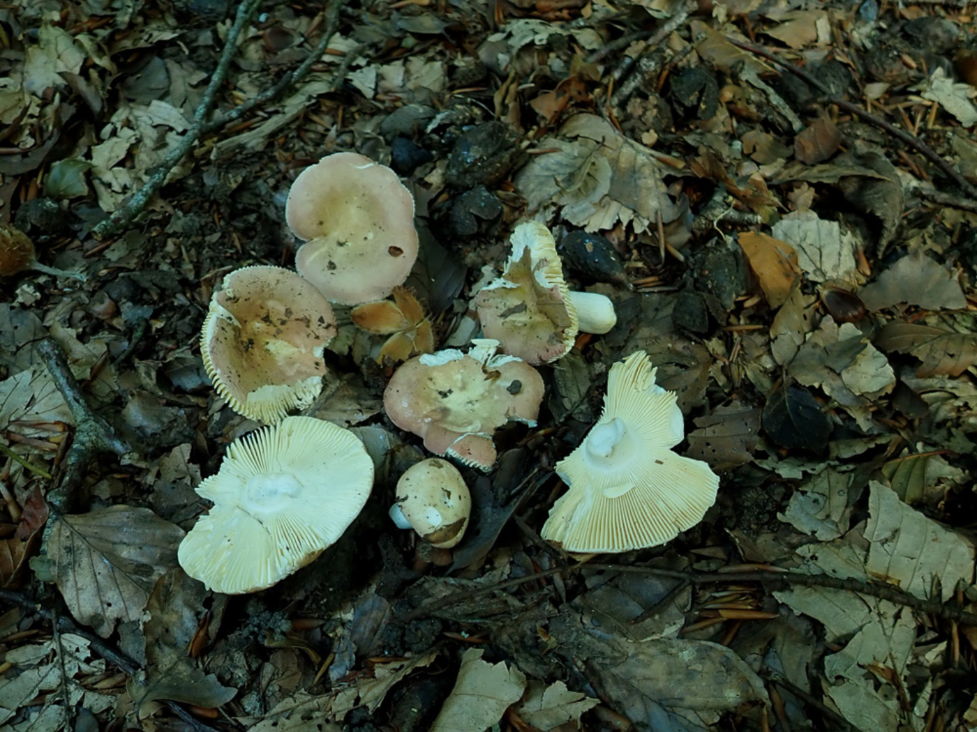 Photo © Penny Cullington Russula veternosa by Penny Cullington